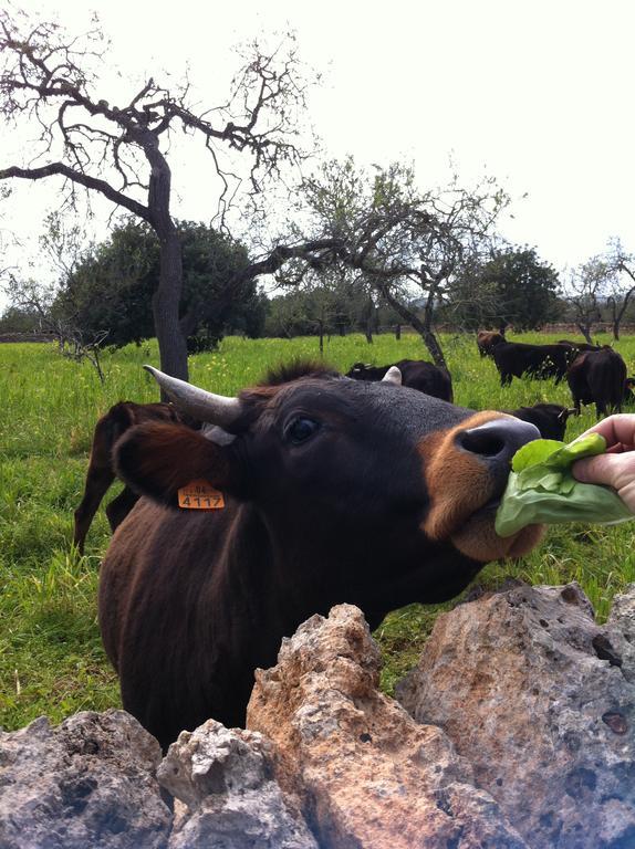 Sa Bassa Crua Agroturismo Sa Torre Extérieur photo